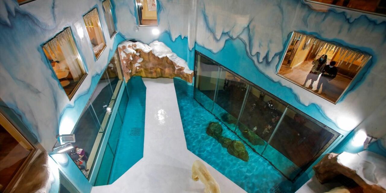 Γνωρίζετε ότι πλέον μπορείτε να μείνετε σε ξενοδοχείο με πολικές αρκούδες; Δείτε που βρίσκεται