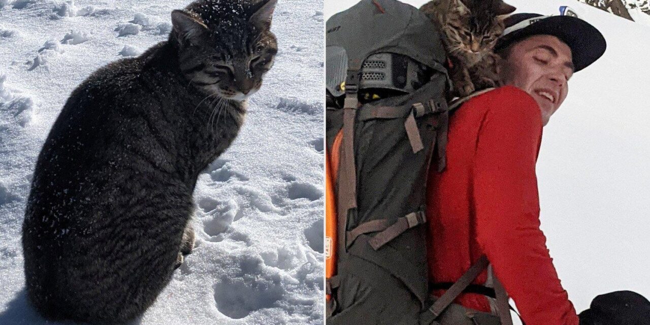 Γάτα χάθηκε στην κορυφή ενός ελβετικού βουνού – Ακολούθησε πεζοπόρους στα χιόνια σε υψόμετρο 3000 μέτρων