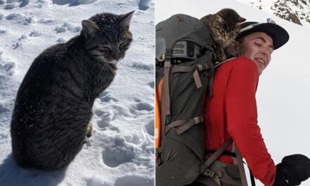 Γάτα χάθηκε στην κορυφή ενός ελβετικού βουνού – Ακολούθησε πεζοπόρους στα χιόνια σε υψόμετρο 3000 μέτρων