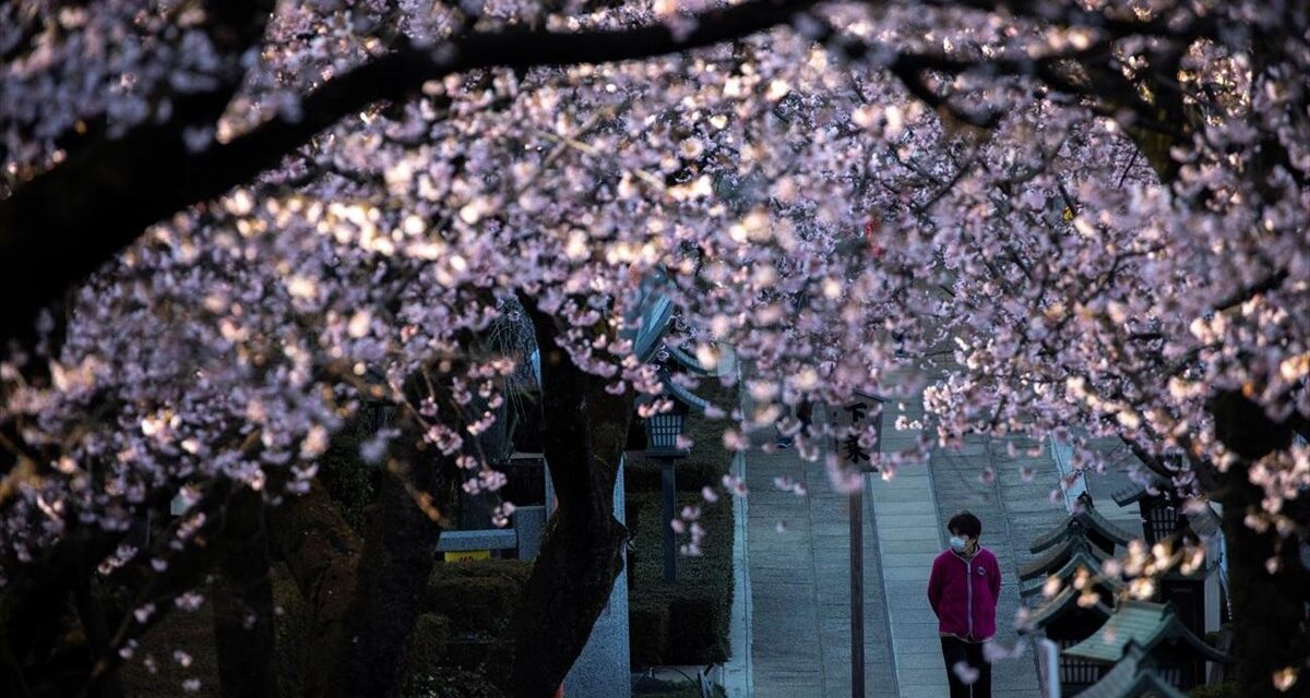 Ιαπωνία: Οι κερασιές ανθοφορούν πρόωρα εξαιτίας της κλιματικής αλλαγής
