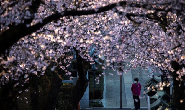 Ιαπωνία: Οι κερασιές ανθοφορούν πρόωρα εξαιτίας της κλιματικής αλλαγής