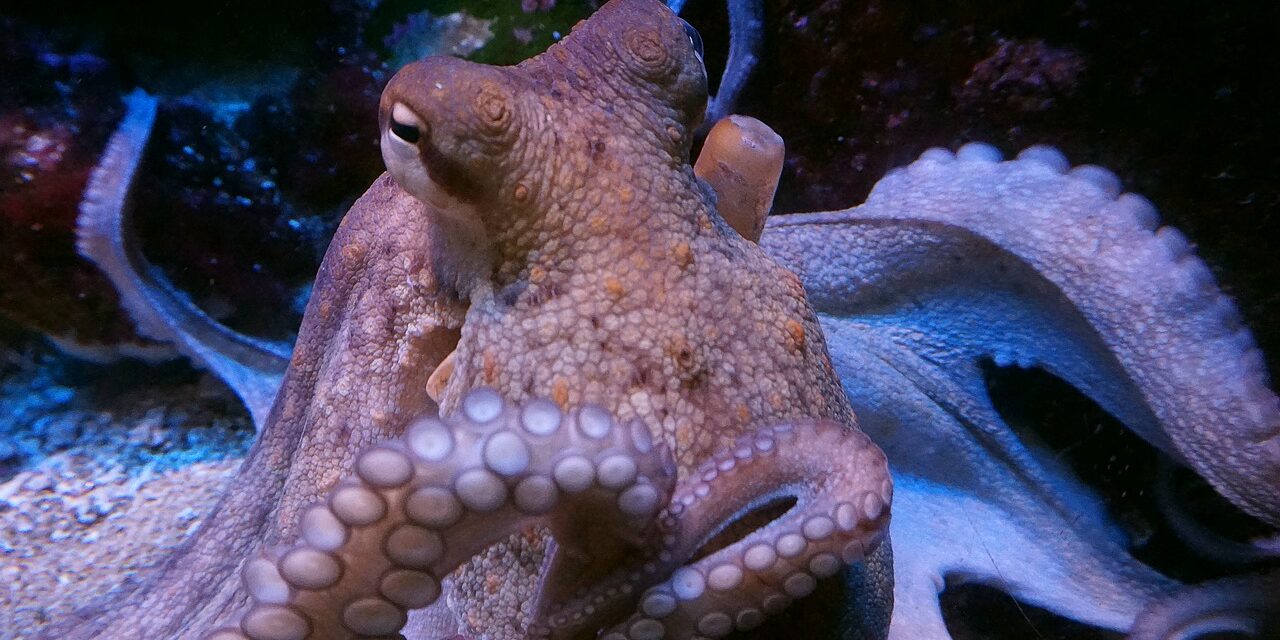 Αυστραλία: Θυμωμένο χταπόδι επιτέθηκε σε τουρίστα και έγινε viral (video)