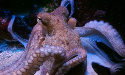 Αυστραλία: Θυμωμένο χταπόδι επιτέθηκε σε τουρίστα και έγινε viral (video)