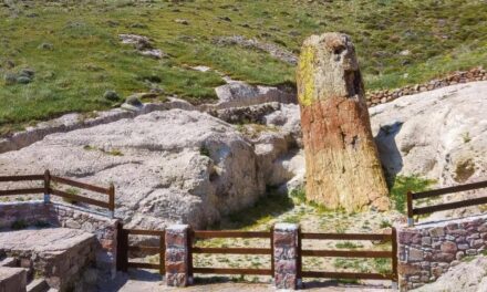 Λέσβος: Πλάνο για προβολή του απολιθωμένου δάσους ως εναλλακτικό τουριστικό αξιοθέατο