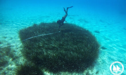 Λειψοί: Οικολογική πρωτοβουλία για την προστασία των θαλασσών