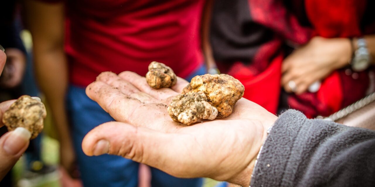 Ώρα για εξορμήσεις… ώρα για κυνήγι τρούφας στα Μετέωρα (video)
