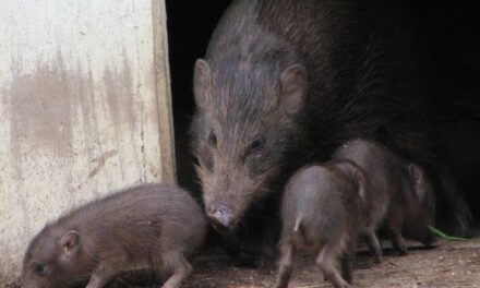 Ινδία: Eπανεμφανίστηκε μετά από χρόνια το πιο μικροσκοπικό είδος γουρουνιού