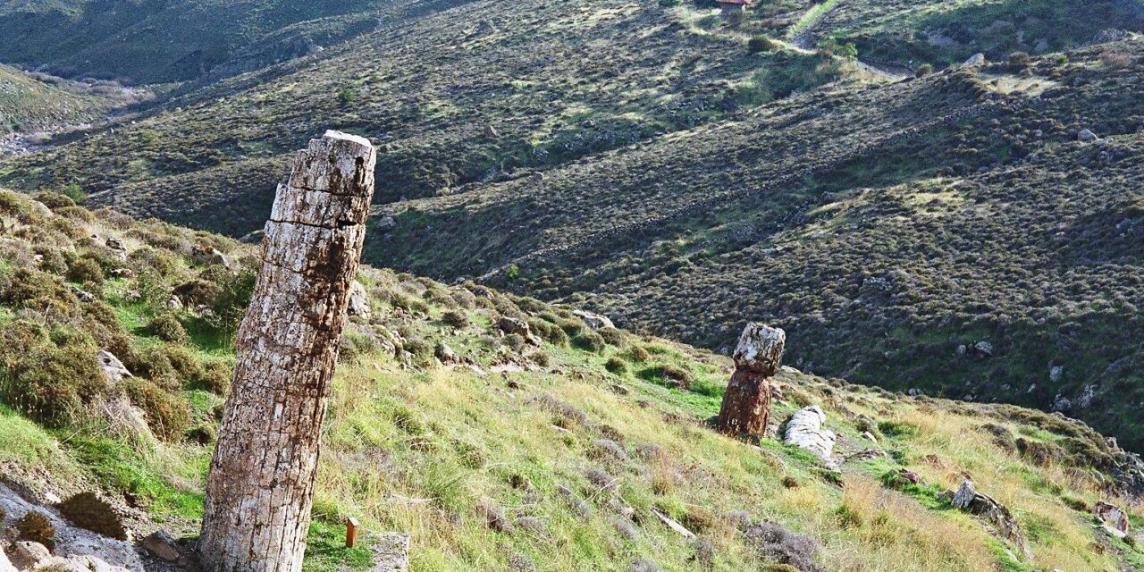 Μουσείο Φυσικής Ιστορίας Απολιθωμένου Δάσους Λέσβου: Νέα ευρήματα και εκθέματα διαθέσιμα στο κοινό
