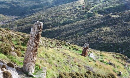 Μουσείο Φυσικής Ιστορίας Απολιθωμένου Δάσους Λέσβου: Νέα ευρήματα και εκθέματα διαθέσιμα στο κοινό