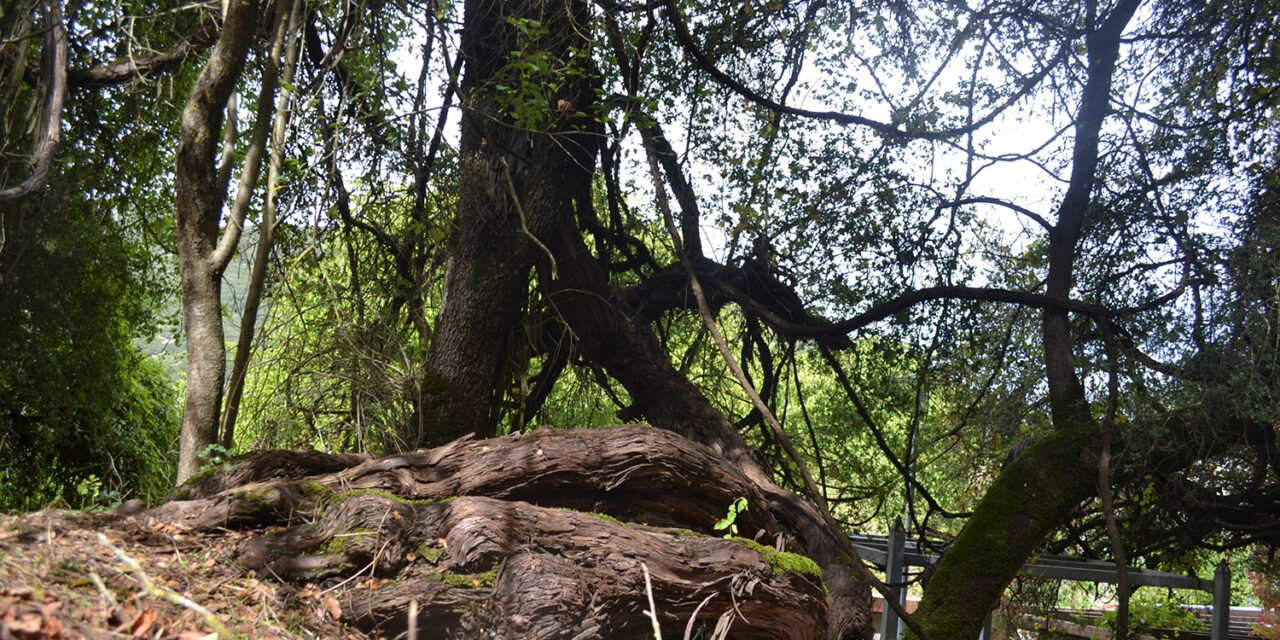 Το αρχαιότερο κλήμα στον κόσμο και βρίσκεται στην Πελοπόννησο