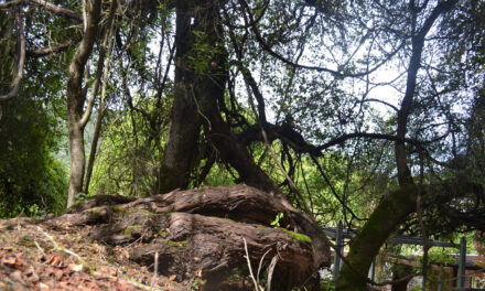 Το αρχαιότερο κλήμα στον κόσμο και βρίσκεται στην Πελοπόννησο