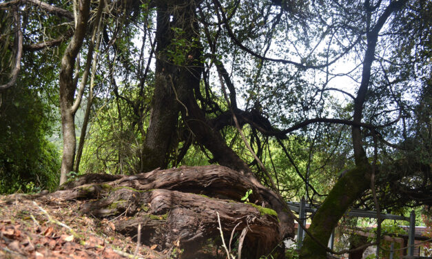 Το αρχαιότερο κλήμα στον κόσμο και βρίσκεται στην Πελοπόννησο
