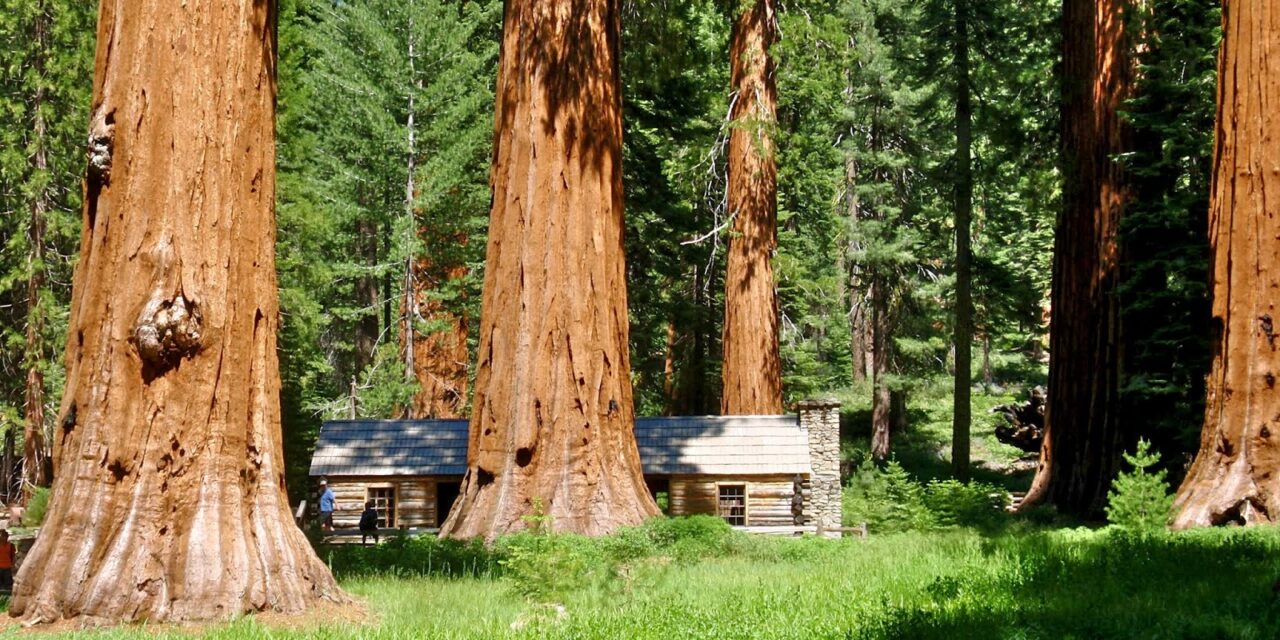 Καλιφόρνια: Δέντρο σιγοκαίγεται ασταμάτητα εδώ και μήνες