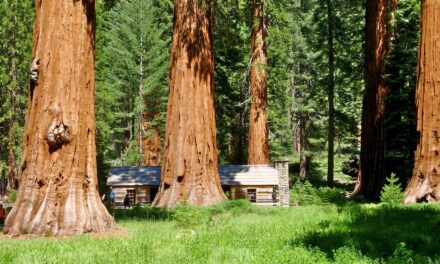 Καλιφόρνια: Δέντρο σιγοκαίγεται ασταμάτητα εδώ και μήνες