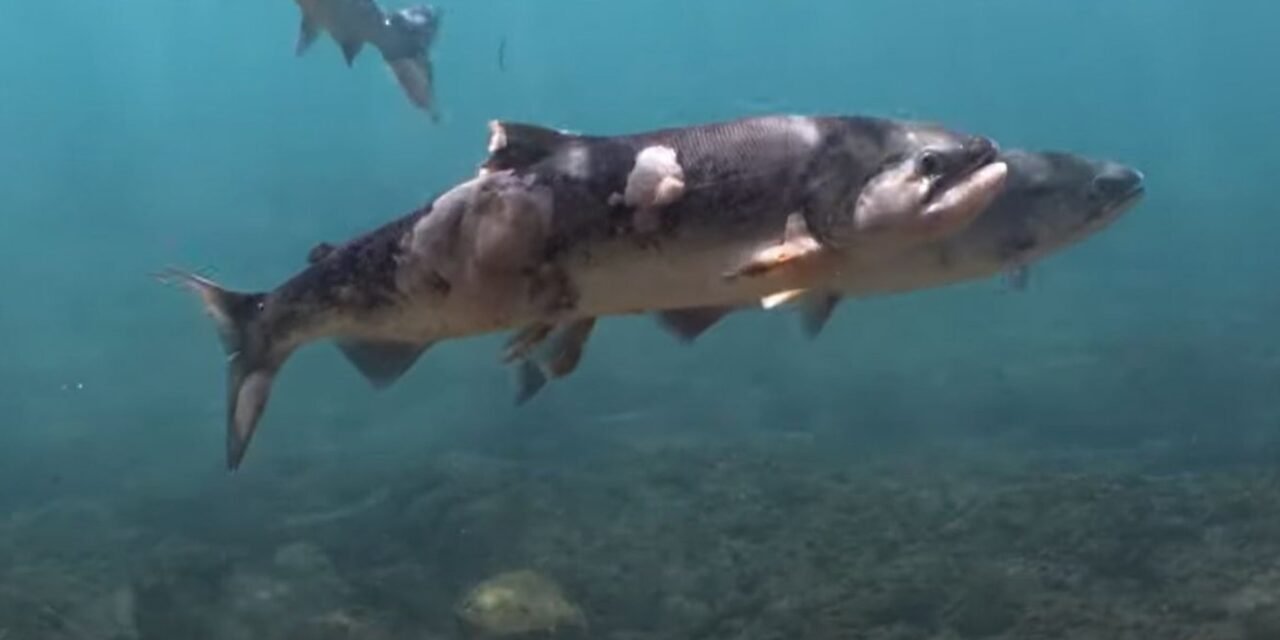 Καναδάς: Κοπάδι σολομών “έσκασε” μέσα στο νερό από τις υψηλές θερμοκρασίες