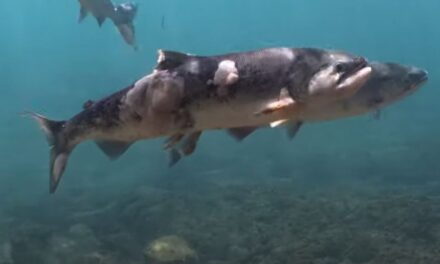 Καναδάς: Κοπάδι σολομών “έσκασε” μέσα στο νερό από τις υψηλές θερμοκρασίες