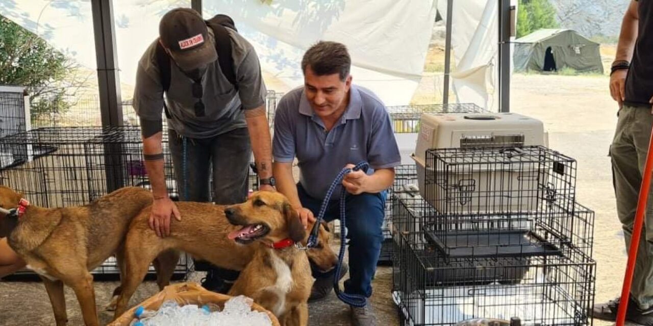 Συγκινητικές προσπάθειες για προστασία των πυρόπληκτων ζώων – Το Γαλάτσι γέμισε εθελοντές