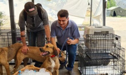 Συγκινητικές προσπάθειες για προστασία των πυρόπληκτων ζώων – Το Γαλάτσι γέμισε εθελοντές