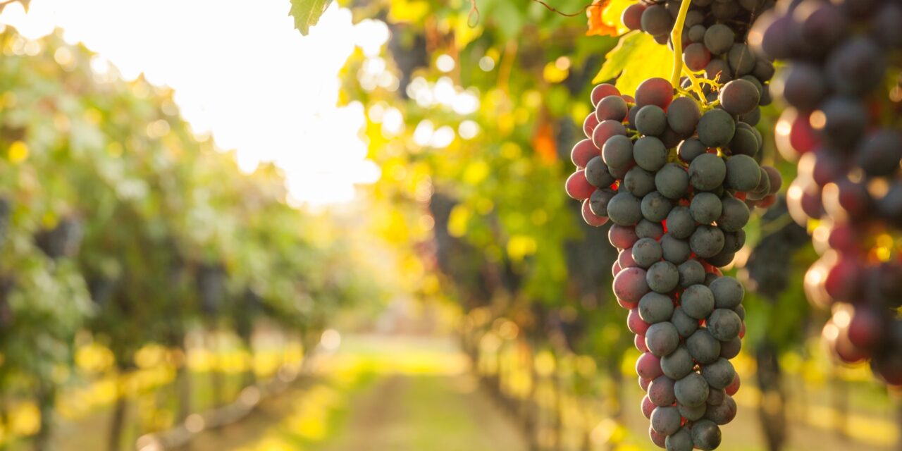 Αμύνταιο: Ένα παλιό ορυχείο μετατρέπεται σε αμπελώνα 1.000 στρεμμάτων