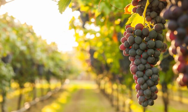 Αμύνταιο: Ένα παλιό ορυχείο μετατρέπεται σε αμπελώνα 1.000 στρεμμάτων