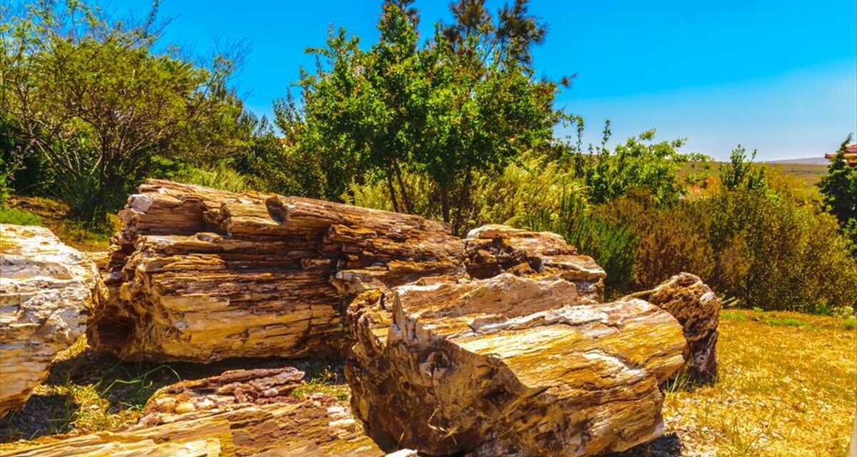 Απολιθωμένο Δάσος Λέσβου: Ένα τριήμερο ποικίλων δράσεων για μικρούς και μεγάλους