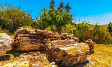 Απολιθωμένο Δάσος Λέσβου: Ένα τριήμερο ποικίλων δράσεων για μικρούς και μεγάλους