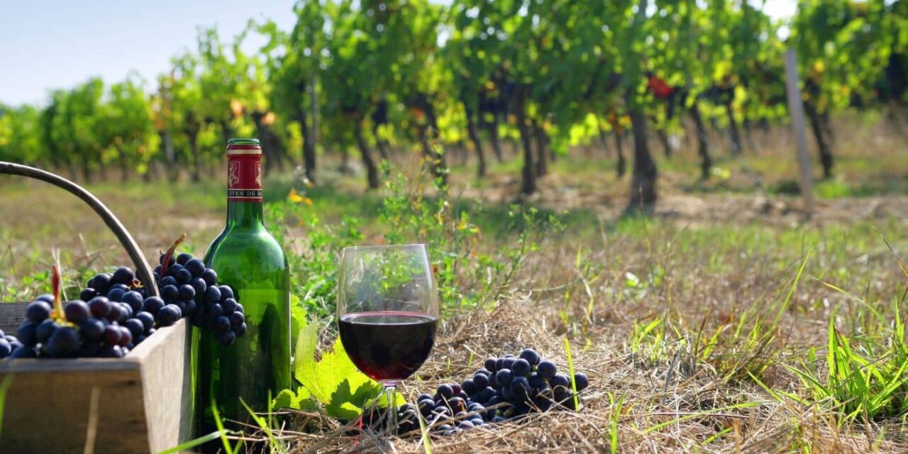 Φεστιβάλ Τρύγου Νάουσας: «Μωσαϊκό» δράσεων για το κρασί και τον τρύγο