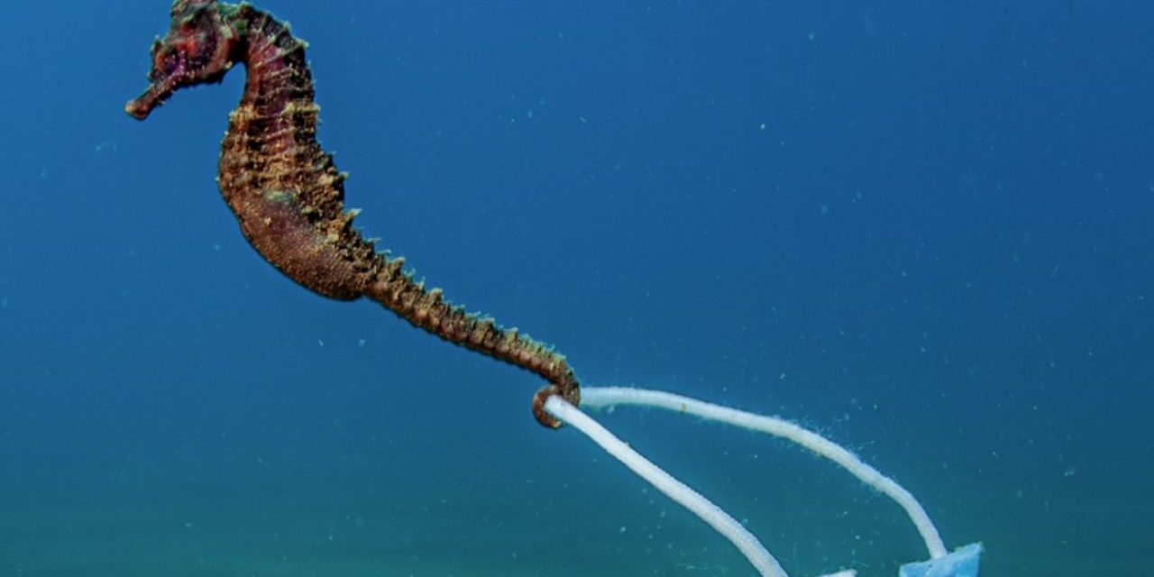 Ο ιππόκαμπος και η μάσκα: Η φωτογραφία από το Στρατώνι Χαλκιδικής που έγινε viral πάει για βραβείο