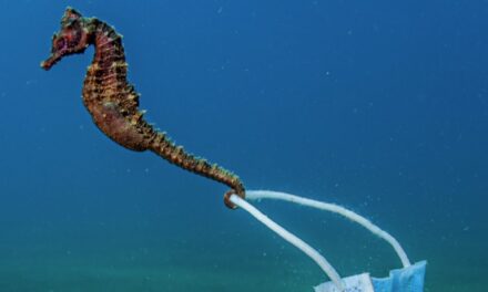 Ο ιππόκαμπος και η μάσκα: Η φωτογραφία από το Στρατώνι Χαλκιδικής που έγινε viral πάει για βραβείο