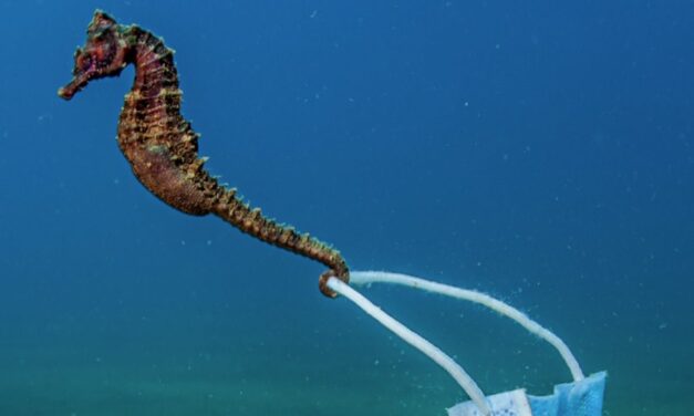 Ο ιππόκαμπος και η μάσκα: Η φωτογραφία από το Στρατώνι Χαλκιδικής που έγινε viral πάει για βραβείο