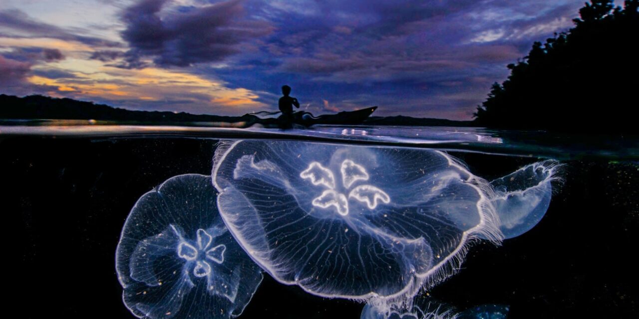 Ο David Doubilet ενώνει «δύο κόσμους» πάνω και κάτω από την επιφάνεια του νερού