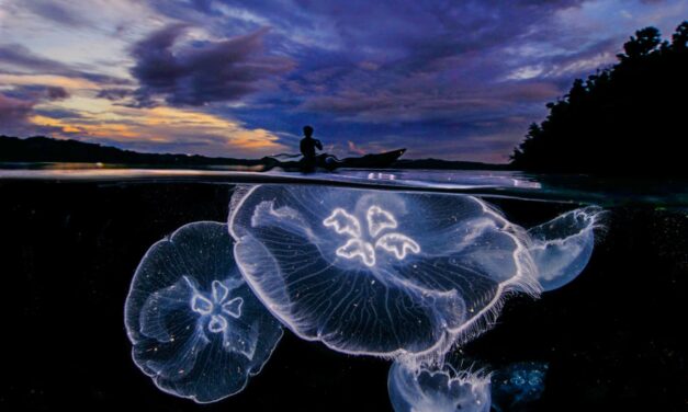 Ο David Doubilet ενώνει «δύο κόσμους» πάνω και κάτω από την επιφάνεια του νερού