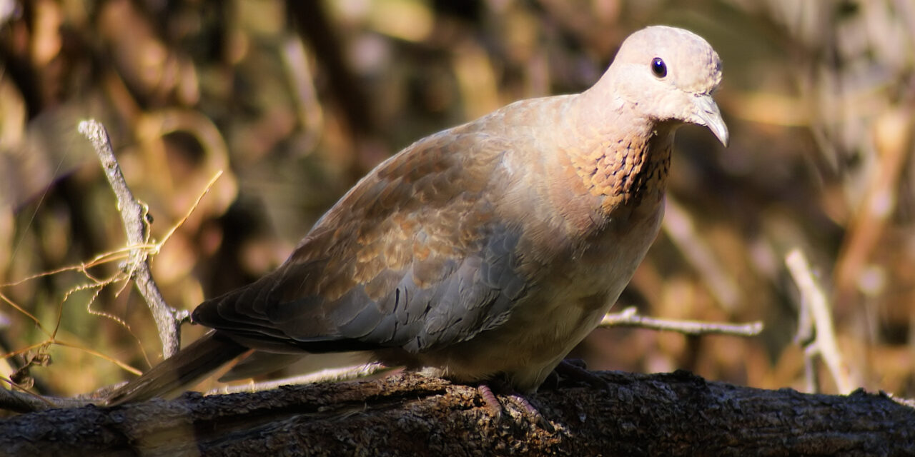 Λέσβος: Ανακαλύφθηκε ένα νέο είδος πτηνού για την Ελλάδα