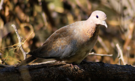 Λέσβος: Ανακαλύφθηκε ένα νέο είδος πτηνού για την Ελλάδα