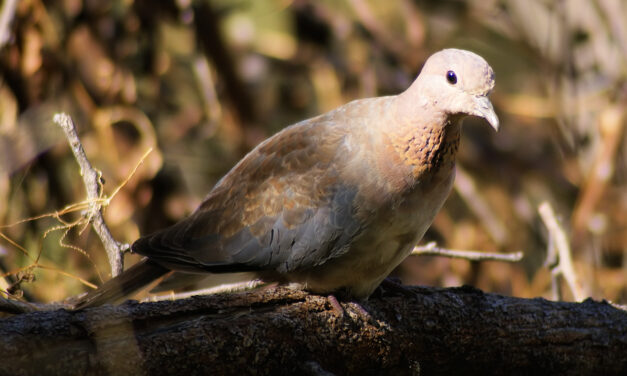 Λέσβος: Ανακαλύφθηκε ένα νέο είδος πτηνού για την Ελλάδα