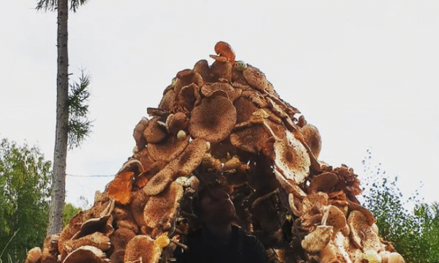 Βρώσιμη «Καλύβα από Μανιτάρια» κατασκεύασαν Σουηδοί αρχιτέκτονες