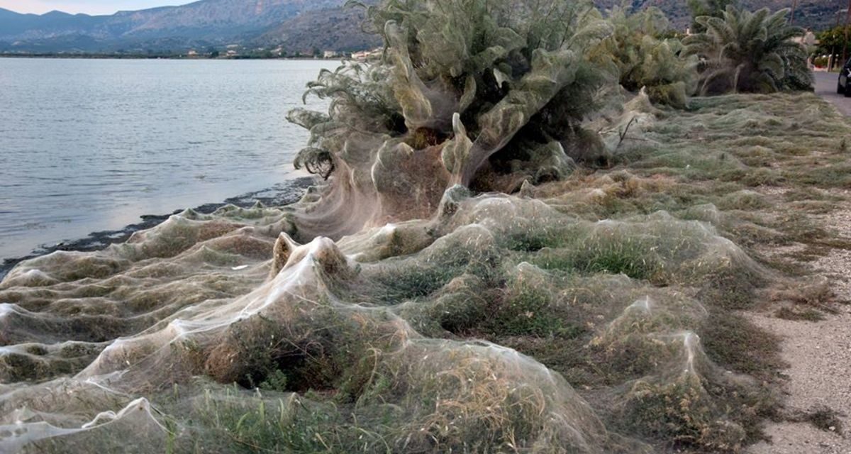 Απόκοσμες εικόνες στο Αιτωλικό: Το «πέπλο» της αράχνης σκέπασε τα πάντα
