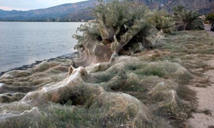 Απόκοσμες εικόνες στο Αιτωλικό: Το «πέπλο» της αράχνης σκέπασε τα πάντα