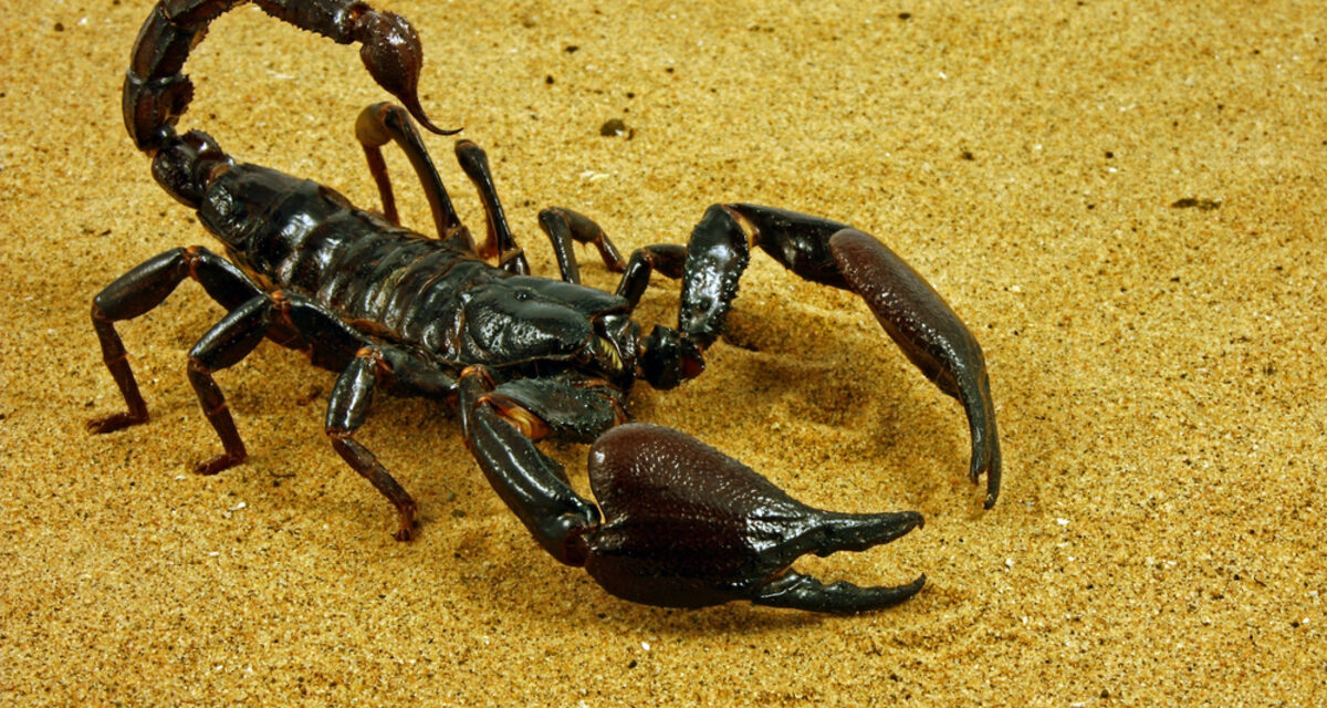 Αίγυπτος: Η κακοκαιρία έβγαλε τους σκορπιούς στους δρόμους