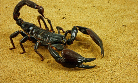 Αίγυπτος: Η κακοκαιρία έβγαλε τους σκορπιούς στους δρόμους