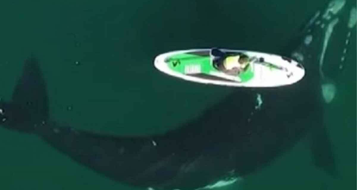 Δεν φαντάζεστε τι κολυμπούσε κάτω από το κανό μίας γυναίκας από την Αργεντινή (Βίντεο)