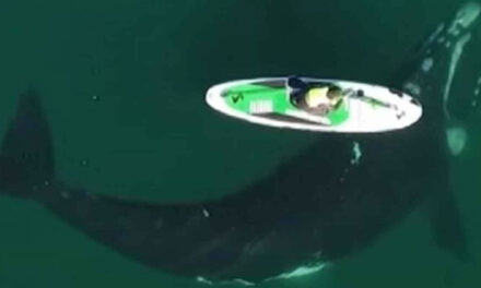 Δεν φαντάζεστε τι κολυμπούσε κάτω από το κανό μίας γυναίκας από την Αργεντινή (Βίντεο)