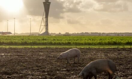 Ολλανδία: Επιστρατεύουν… γουρούνια για την ασφάλεια των πτήσεων