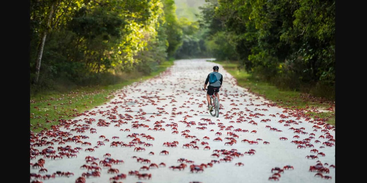 Νησί των Χριστουγέννων: Εκατομμύρια κόκκινα καβούρια κλείνουν τους δρόμους και προκαλούν χάος (vid)