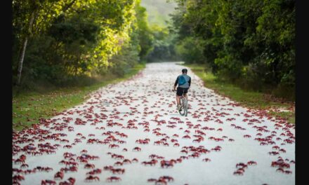 Νησί των Χριστουγέννων: Εκατομμύρια κόκκινα καβούρια κλείνουν τους δρόμους και προκαλούν χάος (vid)
