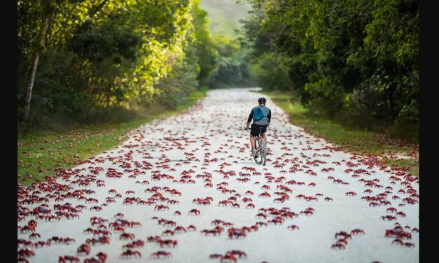 Νησί των Χριστουγέννων: Εκατομμύρια κόκκινα καβούρια κλείνουν τους δρόμους και προκαλούν χάος (vid)