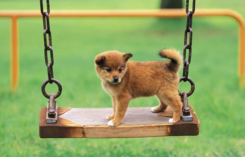 Ο Δήμος Αθηναίων εγκαινιάζει δύο πρωτοποριακά πάρκα με δραστηριότητες για σκύλους στον Προμπονά και στο Νέο Κόσμο