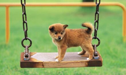 Ο Δήμος Αθηναίων εγκαινιάζει δύο πρωτοποριακά πάρκα με δραστηριότητες για σκύλους στον Προμπονά και στο Νέο Κόσμο