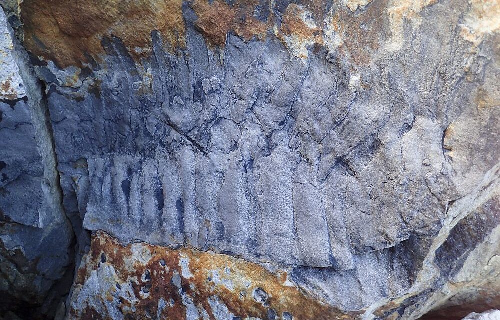 Βρετανία: Ανακαλύφθηκε γιγάντιο απολίθωμα σαρανταποδαρούσας