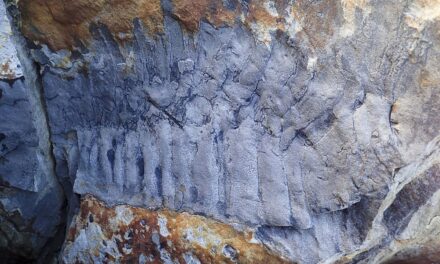 Βρετανία: Ανακαλύφθηκε γιγάντιο απολίθωμα σαρανταποδαρούσας